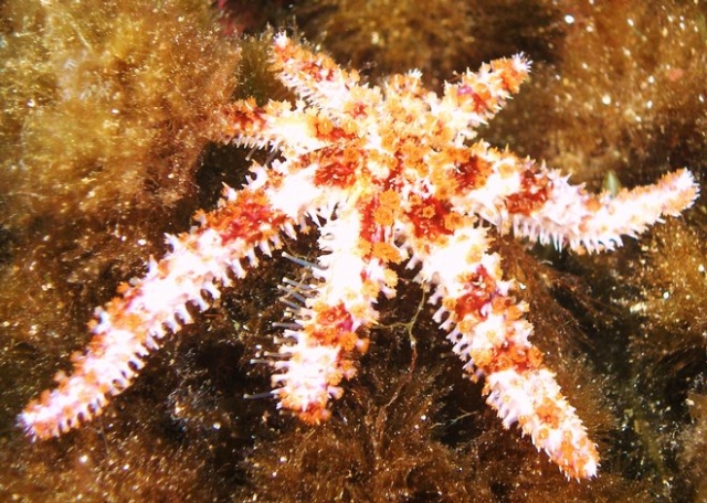 Estrella de mar